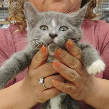 Domestic Medium Hair Cats Available for Adoption - Top | PetCurious