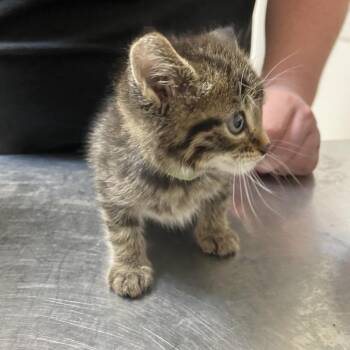 Ning Ning -  Domestic Short Hair Cat for Adoption in Monroe, Louisiana - Ning Ning | PetCurious