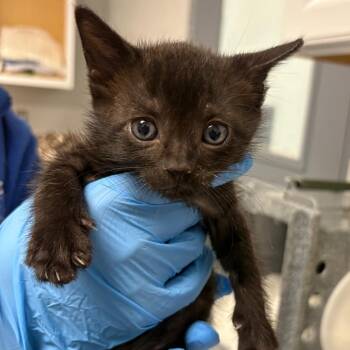 Shadow -  Domestic Medium Hair Cat for Adoption in Greenville, South Carolina - Shadow | PetCurious