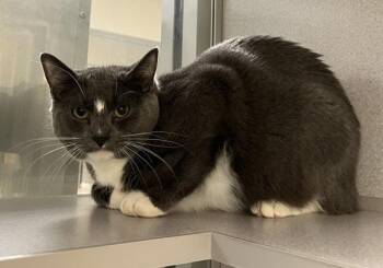 Domestic Short Hair Cats Available for Adoption - Valentine | PetCurious