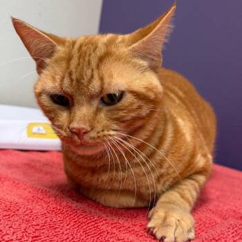 Domestic Short Hair Cats Available for Adoption in Englewood, Florida - Toby | PetCurious