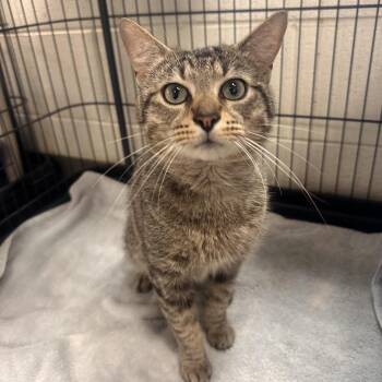 Domestic Short Hair Cats Available for Adoption in Rocky Mount, Virginia - Dave Thomas | PetCurious
