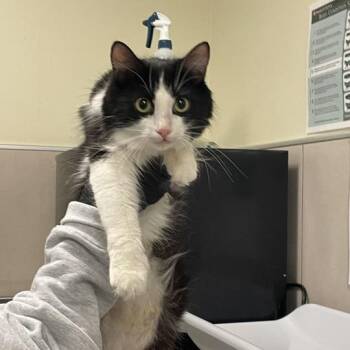 Venke -  Domestic Short Hair Cat for Adoption in Chicago, Illinois - Venke | PetCurious