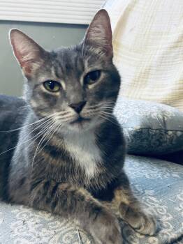 Domestic Short Hair Cats Available for Adoption - Karly  | PetCurious