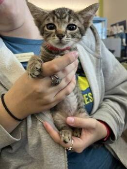 Florence -  Domestic Short Hair Cat for Adoption in Daytona Beach, Florida - Florence | PetCurious