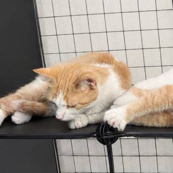 Marigold -  Domestic Short Hair Cat for Adoption in Medford Lakes, New Jersey - Marigold | PetCurious