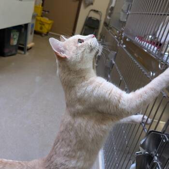 Domestic Short Hair Cats Available for Adoption - William Shatner | PetCurious