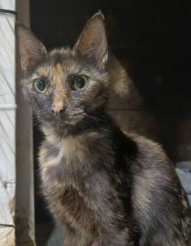 Calico -  Domestic Short Hair Cat for Adoption in Plumerville, Arkansas - Calico | PetCurious