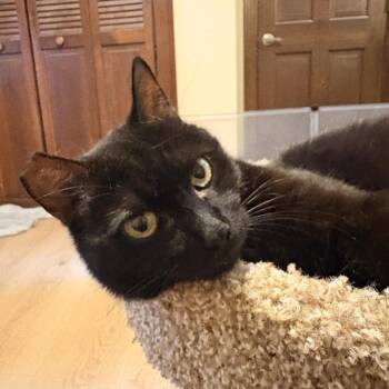 Domestic Short Hair Cats Available for Adoption in Cumming, Georgia - Cricket | PetCurious