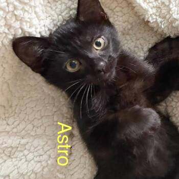 Astro -  Domestic Short Hair Cat for Adoption in Lewisville, Texas - Astro | PetCurious