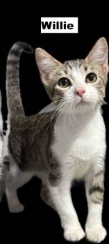 Willie -  Domestic Short Hair Cat for Adoption in Zimmerman, Minnesota - Willie | PetCurious