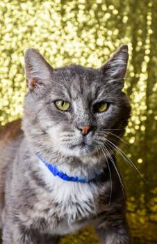 Ray -  Domestic Short Hair Cat for Adoption in Yakima, Washington - Ray | PetCurious