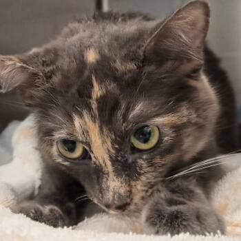 Callie -  Domestic Short Hair Cat for Adoption in Bentonville, Arkansas - Callie | PetCurious