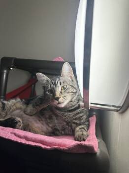 Rescue Domestic Short Hair Cats for Adoption in Santa Rosa, California - Laezel | PetCurious