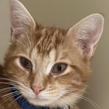 Domestic Short Hair Cats Available for Adoption - Buffalo Bill | PetCurious