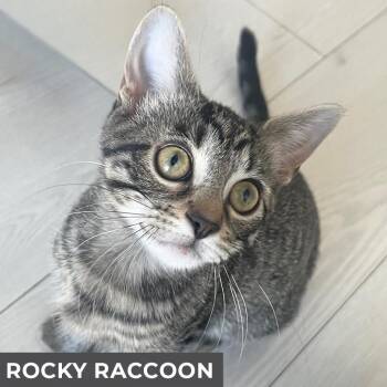 Rescue Domestic Short Hair Cats for Adoption in Toronto, Ontario - Rocky Raccoon | PetCurious