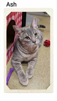 Domestic Short Hair Cats Available for Adoption - Ash | PetCurious