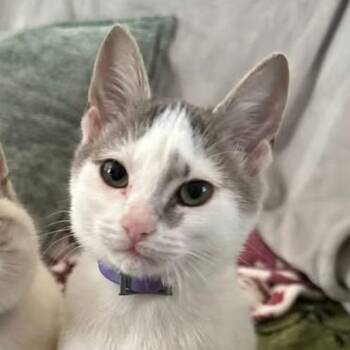 American Shorthair Cats Available for Adoption in Mount Vernon, Arkansas - Clara | PetCurious