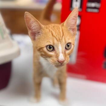 Elwood -  Domestic Short Hair Cat for Adoption in Starkville, Mississippi - Elwood | PetCurious