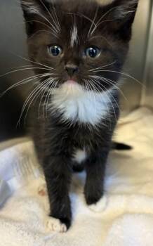 Ryanair -  Domestic Short Hair Cat for Adoption in West Chester, Pennsylvania - Ryanair | PetCurious