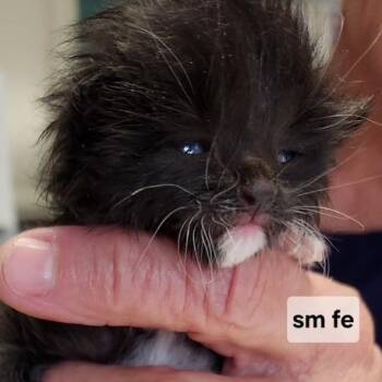 B - Ivy -  Domestic Short Hair Cat for Adoption in Arizona City, Arizona - B - Ivy | PetCurious