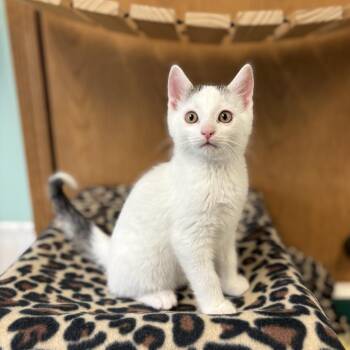 Domestic Short Hair Cats Available for Adoption in Fargo, North Dakota - Zinc--In Foster | PetCurious