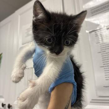 Ludwig -  Domestic Short Hair Cat for Adoption in Greenville, South Carolina - Ludwig | PetCurious
