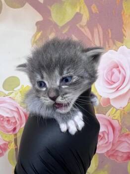 ALEXIA -  Domestic Medium Hair Cat for Adoption in San Bernardino, California - ALEXIA | PetCurious