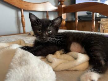 Domestic Short Hair Cats Available for Adoption in Mineral Point, Wisconsin - Daphne | PetCurious