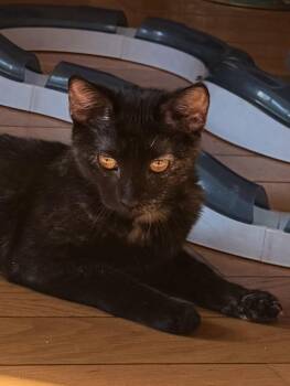 Rescue Domestic Short Hair Cats for Adoption in New York, New York - Nala | PetCurious