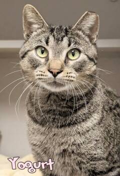 Rescue Domestic Short Hair Cats for Adoption in Mason, Michigan - Yogurt | PetCurious