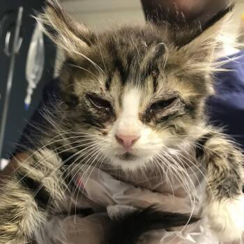 Tomato -  Domestic Medium Hair Cat for Adoption in Newark, New Jersey - Tomato | PetCurious
