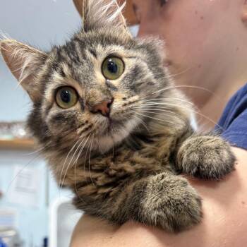 Lola -  Domestic Medium Hair Cat for Adoption in Chico, California - Lola | PetCurious