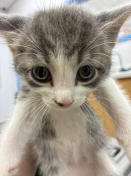 Rescue Domestic Short Hair Cats for Adoption in Hartsville, South Carolina - 25-1645 | PetCurious