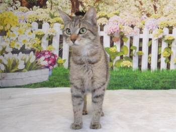 Abyssinian and Domestic Short Hair Cats Available for Adoption in Oroville, California - REBA | PetCurious