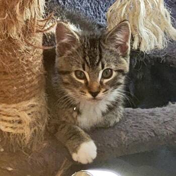 Domestic Short Hair Cats Available for Adoption - Mr. Socks | PetCurious