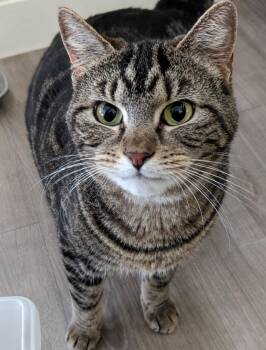 Filter -  Domestic Short Hair Cat for Adoption in Gorham, Maine - Filter | PetCurious
