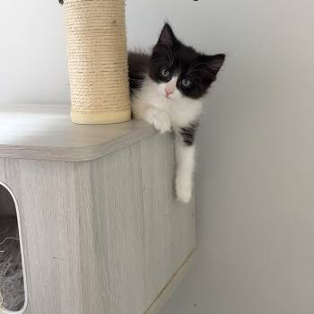 Dolly -  Domestic Long Hair and Maine Coon Cat for Adoption in Mastic, New York - Dolly | PetCurious