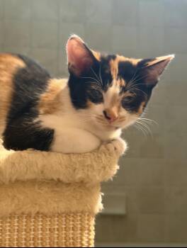 Treasure -  Domestic Short Hair Cat for Adoption in Oceanside, California - Treasure | PetCurious