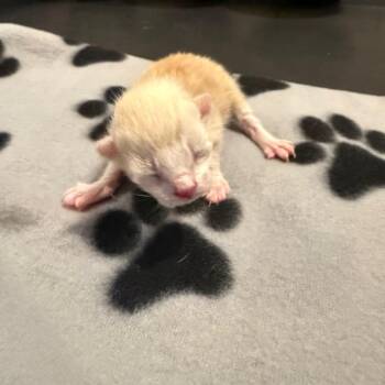 Wombat -  Domestic Short Hair Cat for Adoption in Parkersburg, West Virginia - Wombat | PetCurious