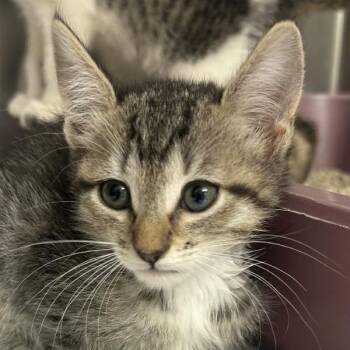Line -  Domestic Short Hair Cat for Adoption in Walnut Creek, California - Line | PetCurious