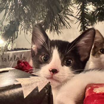 Rescue Domestic Short Hair Cats for Adoption in Santa Ana, California - Brioni | PetCurious