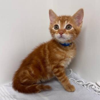 Ziti -  Domestic Short Hair Cat for Adoption in Lakewood, California - Ziti | PetCurious