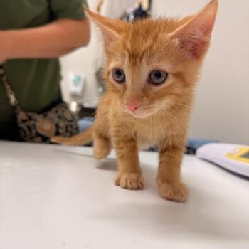 Olaf -  Domestic Short Hair Cat for Adoption in Chattanooga, Tennessee - Olaf | PetCurious