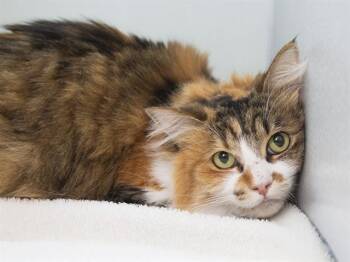 Domestic Short Hair Cats Available for Adoption in Phoenix, Arizona - ITSIE | PetCurious