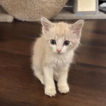 Stetson -  Domestic Short Hair and Siamese Cat for Adoption in Port Richey, Florida - Stetson | PetCurious
