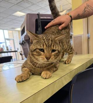 Domestic Short Hair Cats Available for Adoption - Tigger | PetCurious
