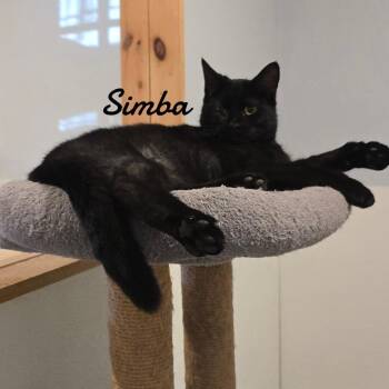 Rescue Domestic Short Hair Cats for Adoption in Naugatuck, Connecticut - Simba | PetCurious