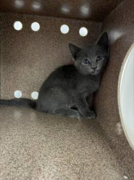DUCT TAPE -  Domestic Short Hair Cat for Adoption in Woodland, California - DUCT TAPE | PetCurious