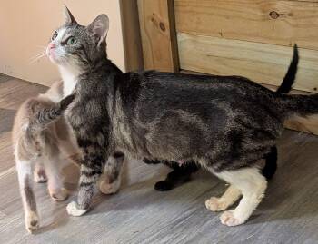 Blond -  Domestic Short Hair Cat Available for Adoption in Clarksville, Tennessee - Blond | PetCurious